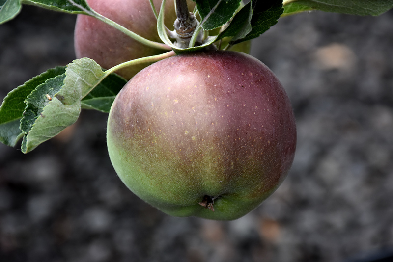 Melrose Apple (Malus 'Melrose') at Shonnard's Nursery