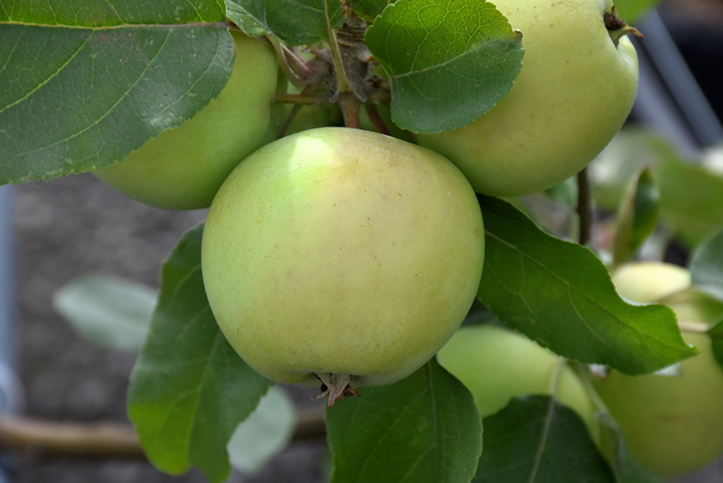 Lodi Apple (Malus 'Lodi') at Shonnard's Nursery