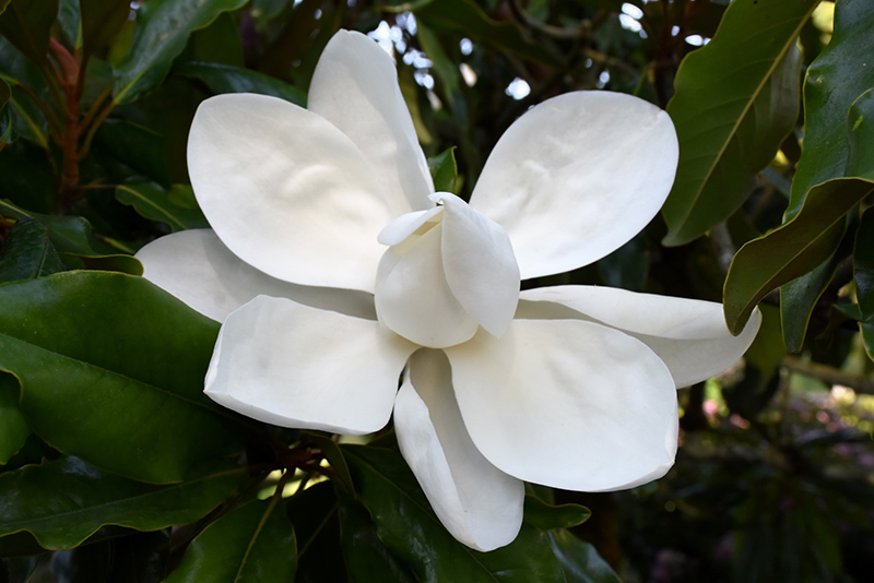 Timeless Beauty Magnolia (Magnolia grandiflora 'Monland') at Shonnard's Nursery