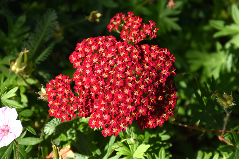 Red Velvet Yarrow (Achillea millefolium 'Red Velvet') at Shonnard's Nursery