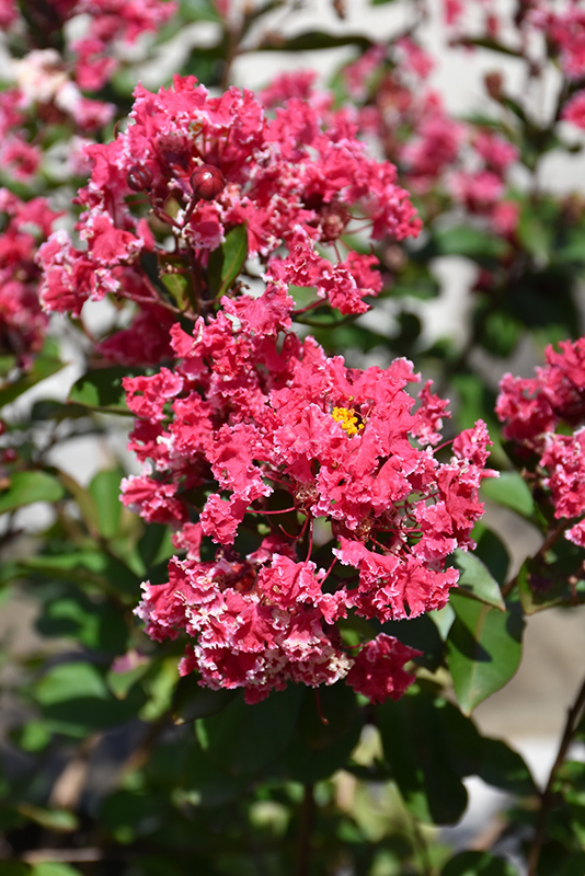 Peppermint Lace Crapemyrtle (Lagerstroemia indica 'Peppermint Lace') at Shonnard's Nursery