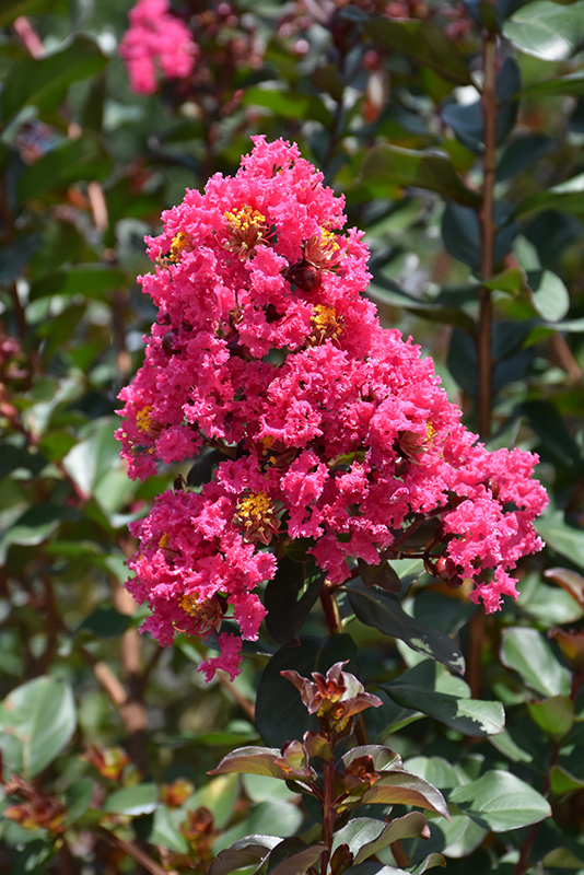 Pink Velour Crapemyrtle (Lagerstroemia indica 'Whit III') at Shonnard's Nursery