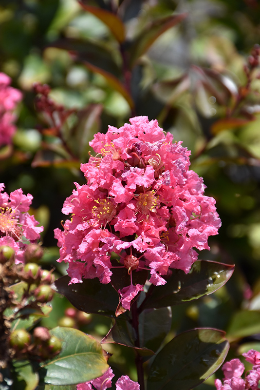 Coral Magic Crapemyrtle (Lagerstroemia 'Coral Magic') at Shonnard's Nursery