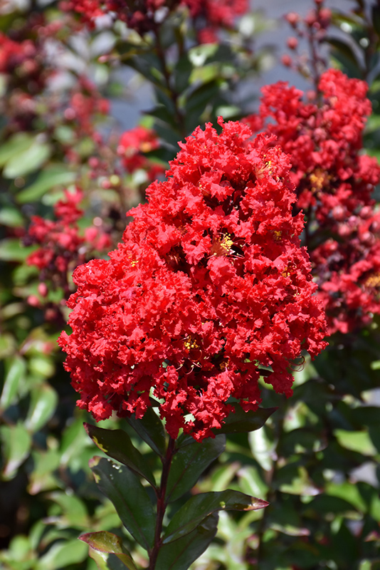 Red Magic Crapemyrtle (Lagerstroemia 'PIILAG-VI') at Shonnard's Nursery