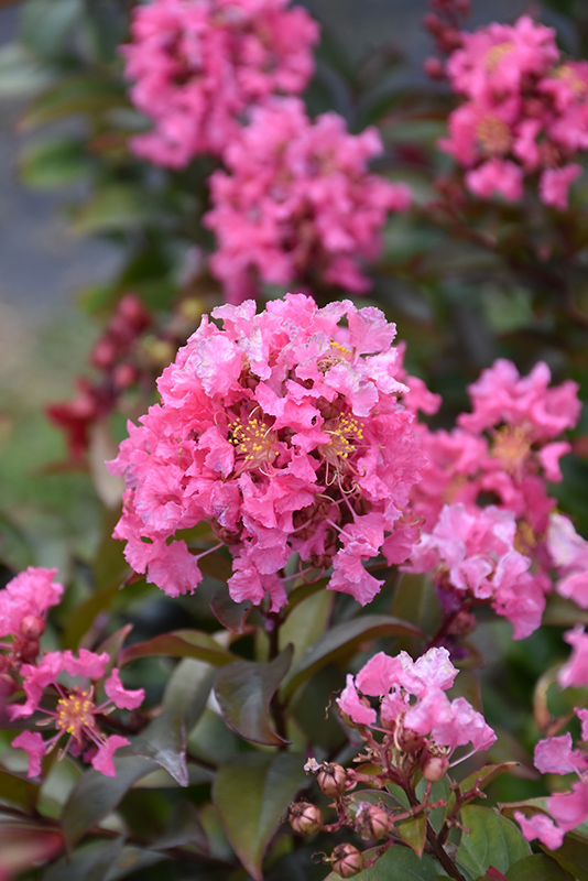 Coral Magic Crapemyrtle (Lagerstroemia 'Coral Magic') at Shonnard's Nursery