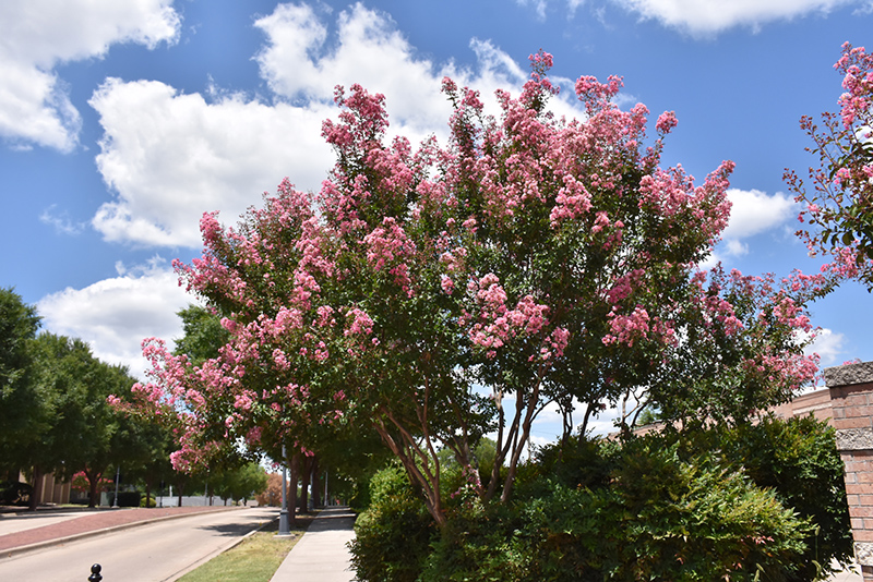 Peppermint Lace Crapemyrtle (Lagerstroemia indica 'Peppermint Lace') at Shonnard's Nursery