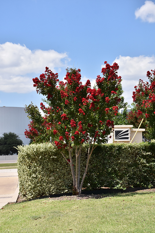 Dynamite Crapemyrtle (Lagerstroemia indica 'Whit II') at Shonnard's Nursery