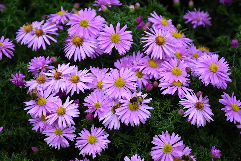 Woods Pink Aster (Aster 'Woods Pink') at Shonnard's Nursery