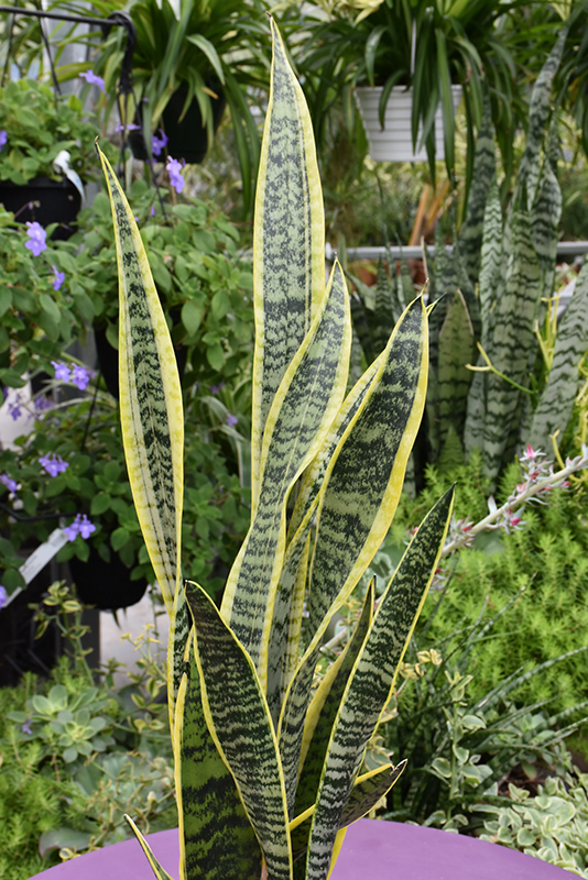 Striped Snake Plant (Sansevieria trifasciata 'Laurentii') at Shonnard's Nursery