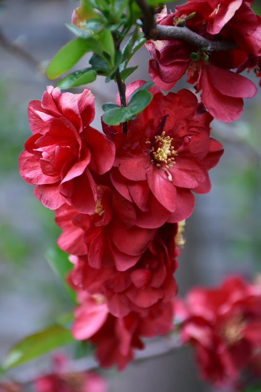 Double Take Scarlet Flowering Quince (Chaenomeles speciosa 'Scarlet Storm') at Shonnard's Nursery