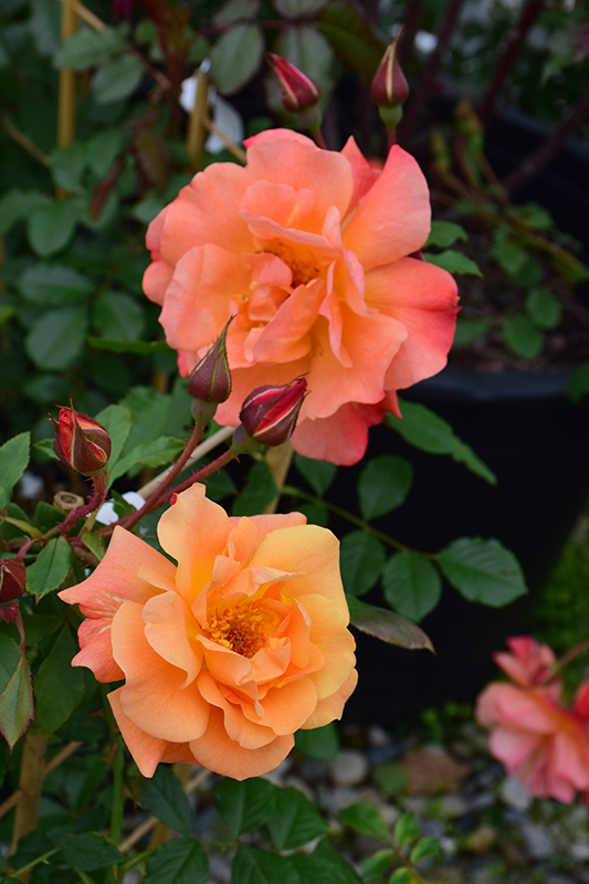 Westerland Rose (Rosa 'Westerland') at Shonnard's Nursery