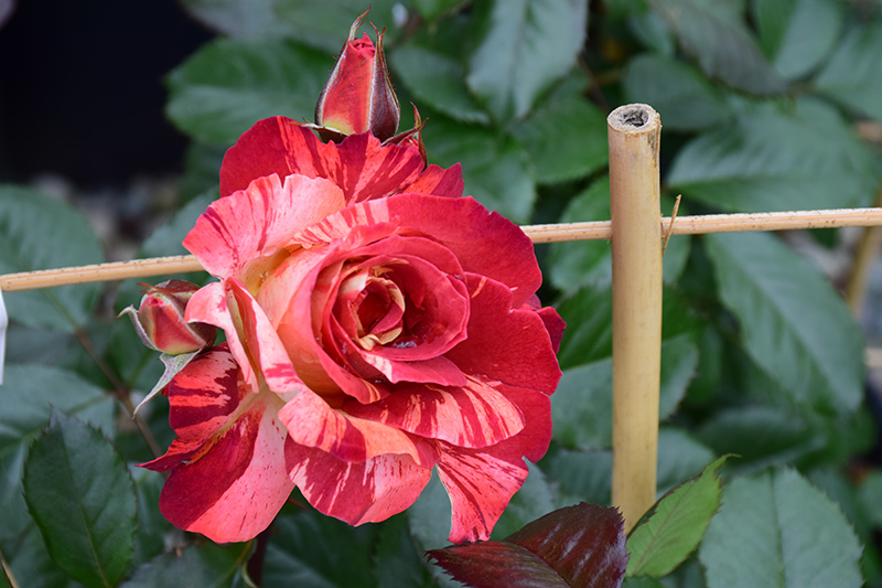Tropical Lightning Rose (Rosa 'ORAlodsem') at Shonnard's Nursery