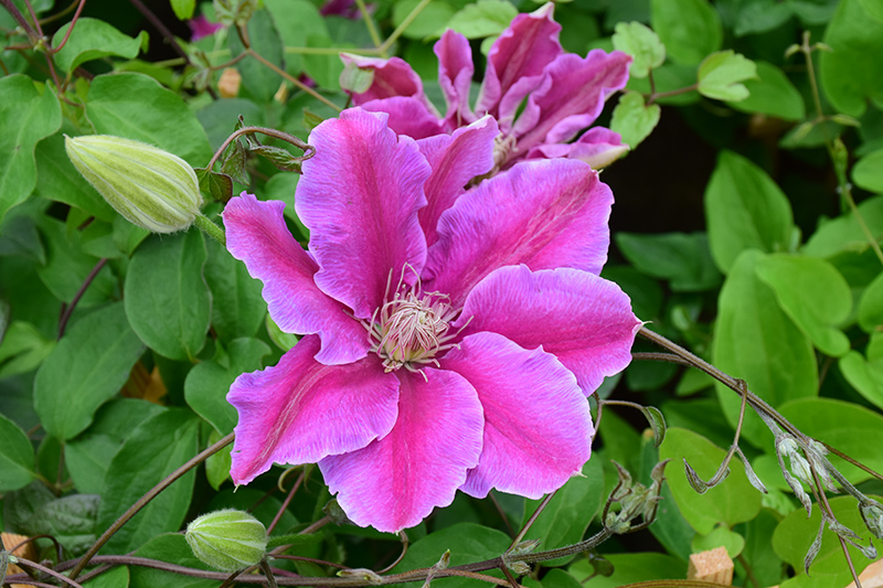 Dr. Ruppel Clematis (Clematis 'Dr. Ruppel') at Shonnard's Nursery