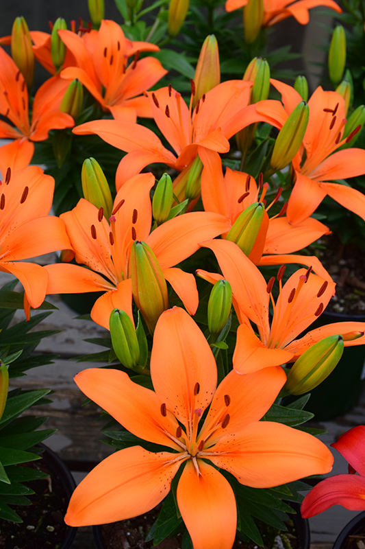 Matrix Orange Lily (Lilium 'Matrix Orange') at Shonnard's Nursery