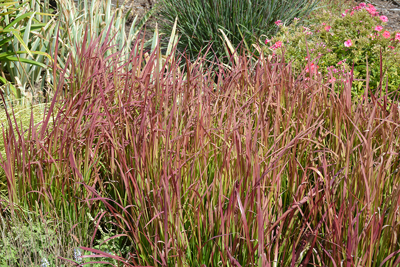 Red Baron Japanese Blood Grass (Imperata cylindrica 'Red Baron') at Shonnard's Nursery