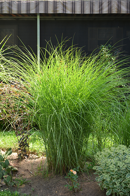 Gracillimus Maiden Grass (Miscanthus sinensis 'Gracillimus') at Shonnard's Nursery