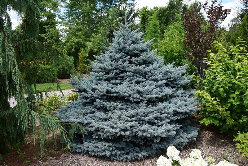Montgomery Blue Spruce (Picea pungens 'Montgomery') at Shonnard's Nursery