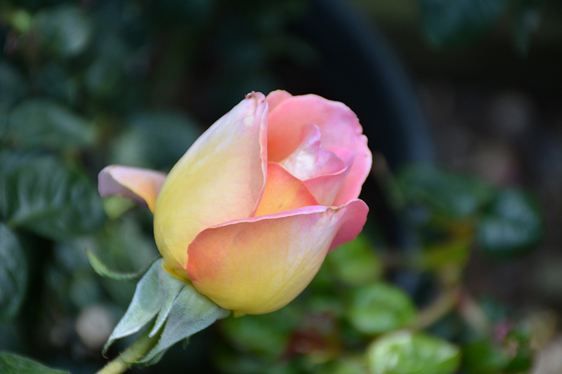 Peace Rose (Rosa 'Peace') at Shonnard's Nursery