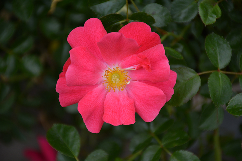Flower Carpet Pink Supreme Rose (Rosa 'Flower Carpet Pink Supreme') at Shonnard's Nursery