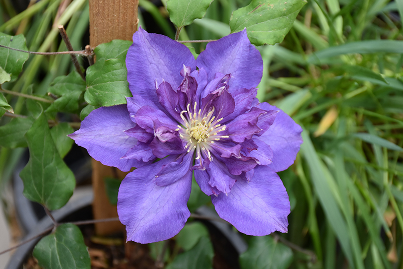 Royalty Clematis (Clematis 'Royalty') at Shonnard's Nursery