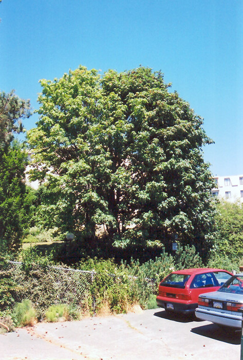 Big Leaf Maple (Acer macrophyllum) at Shonnard's Nursery