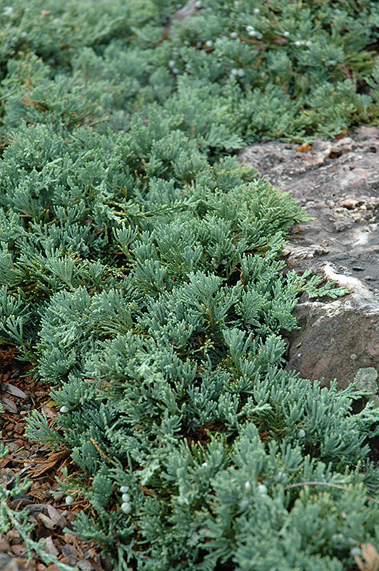 Blue Rug Juniper (Juniperus horizontalis 'Wiltonii') at Shonnard's Nursery