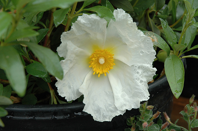 Bennett's White Rockrose (Cistus ladanifer 'Bennett's White') at Shonnard's Nursery