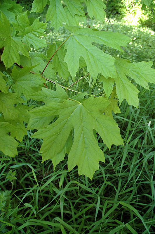 Big Leaf Maple (Acer macrophyllum) at Shonnard's Nursery