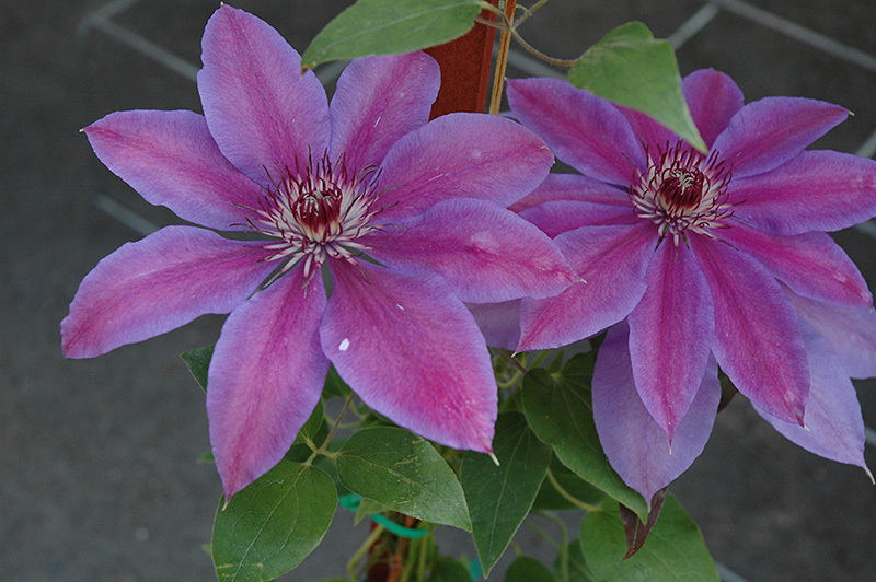 Vancouver Starry Nights Clematis (Clematis 'Vancouver Starry Nights') at Shonnard's Nursery