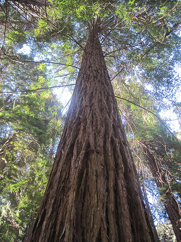 Coast Redwood (Sequoia sempervirens) at Shonnard's Nursery