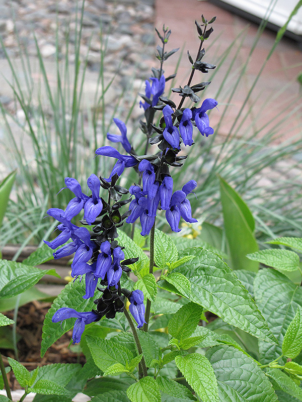 Black And Blue Anise Sage (Salvia guaranitica 'Black And Blue') at Shonnard's Nursery