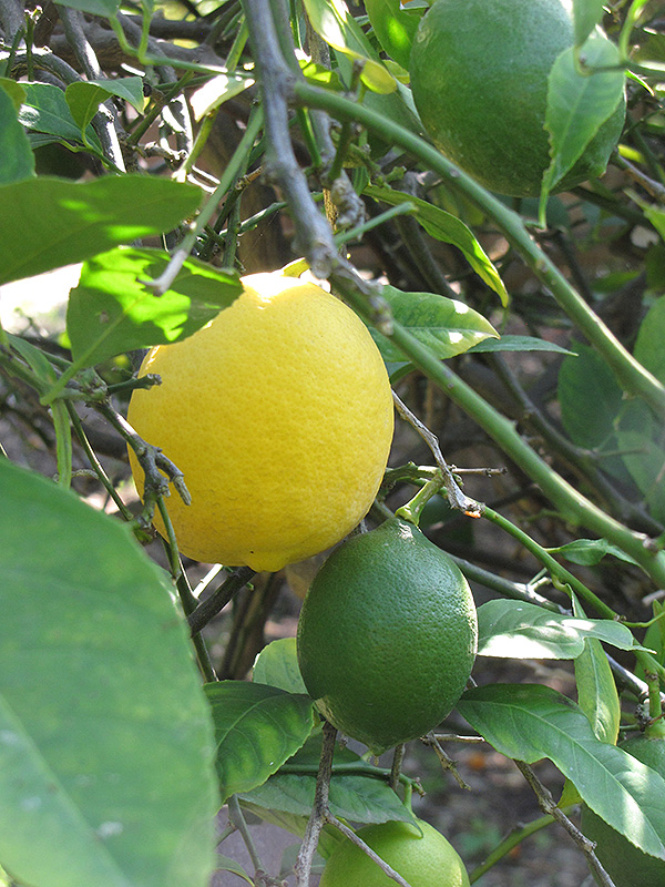 Improved Meyer Lemon (Citrus x meyeri 'Meyer Improved') at Shonnard's Nursery