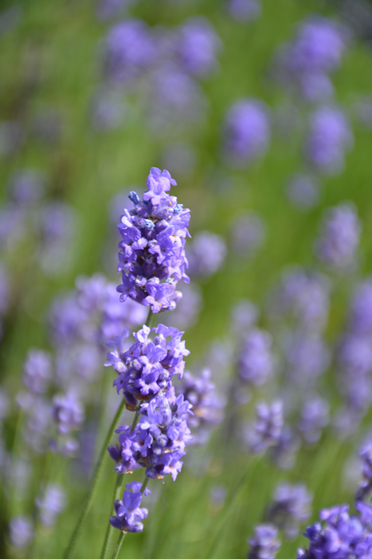 Hidcote Blue Lavender (Lavandula angustifolia 'Hidcote Blue') at Shonnard's Nursery