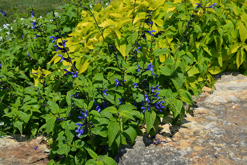 Black And Blue Anise Sage (Salvia guaranitica 'Black And Blue') at Shonnard's Nursery