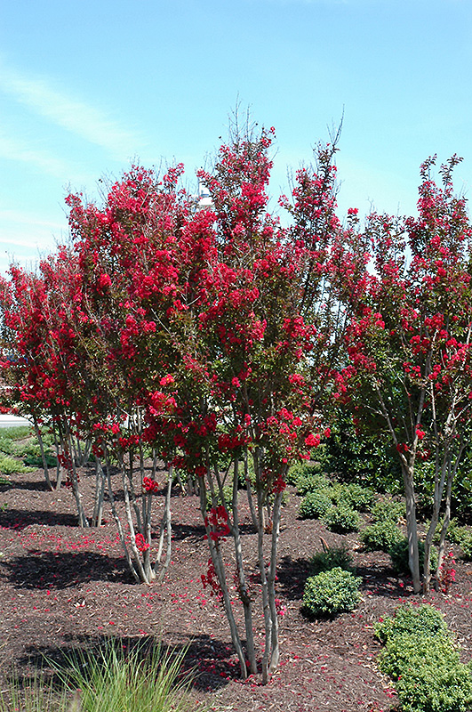 Red Rocket Crapemyrtle (Lagerstroemia indica 'Whit IV') at Shonnard's Nursery