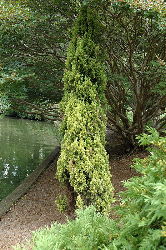 Swane's Golden Italian Cypress (Cupressus sempervirens 'Swane's Golden') at Shonnard's Nursery