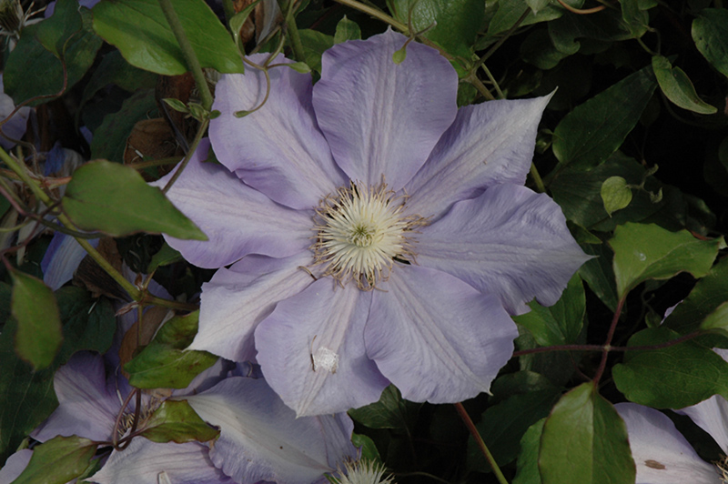 H.F. Young Clematis (Clematis 'H.F. Young') at Shonnard's Nursery
