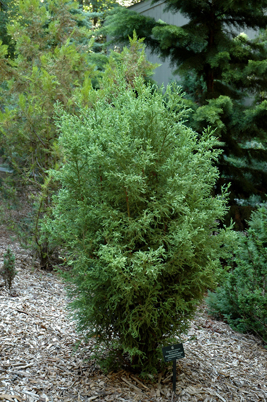 Knaptonensis Japanese Cedar (Cryptomeria japonica 'Knaptonensis') at Shonnard's Nursery