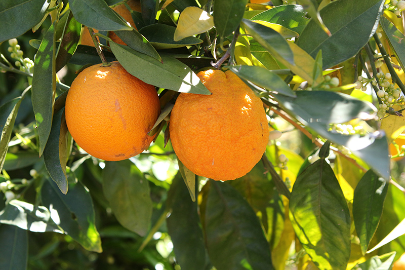 Washington Navel Orange (Citrus sinensis 'Washington Navel') at Shonnard's Nursery