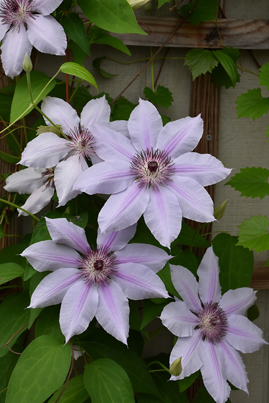 Nelly Moser Clematis (Clematis 'Nelly Moser') at Shonnard's Nursery