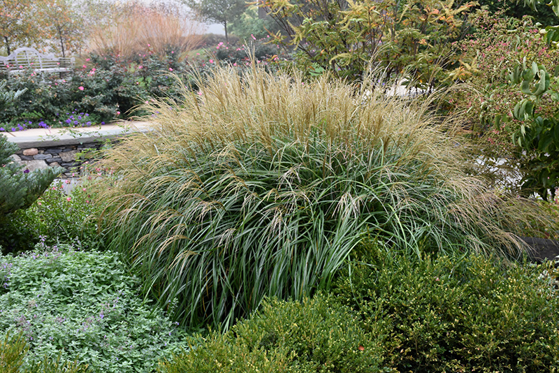 Adagio Maiden Grass (Miscanthus sinensis 'Adagio') at Shonnard's Nursery