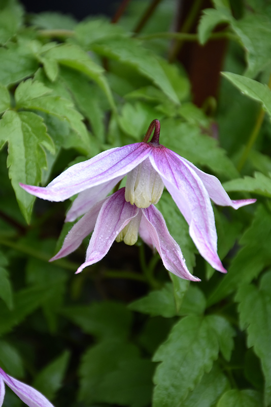 Willy Clematis (Clematis alpina 'Willy') at Shonnard's Nursery