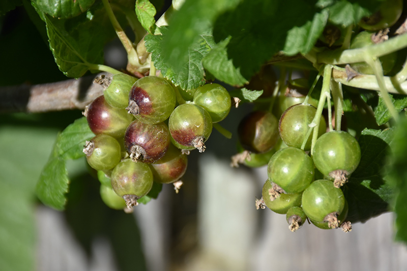Captivator Gooseberry (Ribes uva-crispa 'Captivator') at Shonnard's Nursery