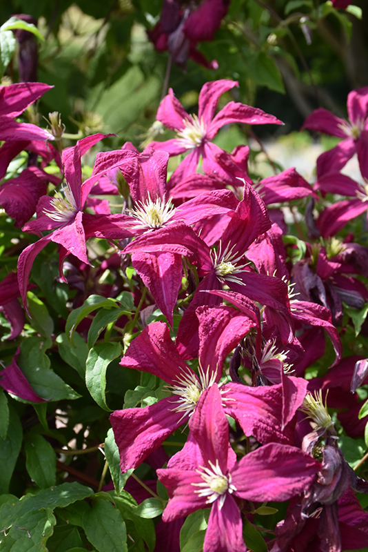 Royal Velours Clematis (Clematis viticella 'Royal Velours') at Shonnard's Nursery