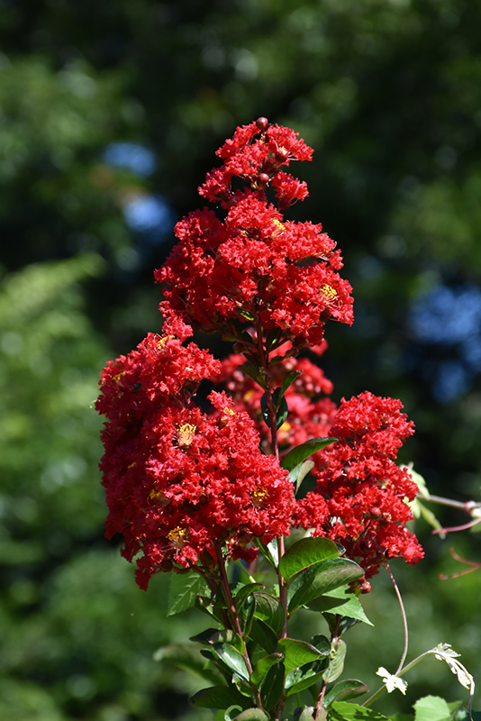 Red Rocket Crapemyrtle (Lagerstroemia indica 'Whit IV') at Shonnard's Nursery