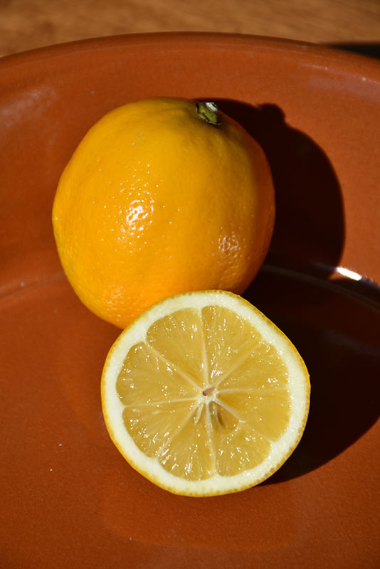 Improved Meyer Lemon (Citrus x meyeri 'Meyer Improved') at Shonnard's Nursery