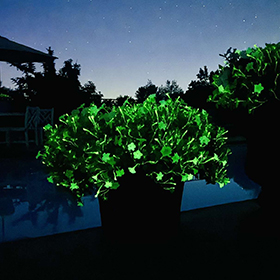 Plant Photo 10