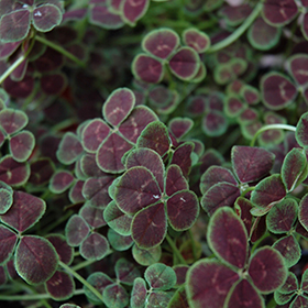 Plant Photo 1