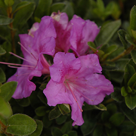 Plant Photo 2