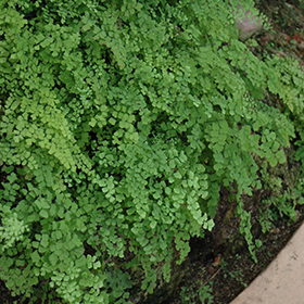 Plant Photo 3